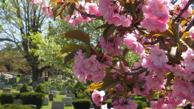 Malden_cemetery