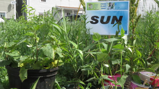 foogi-plant-swap4